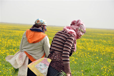 Baharın kendini hissettirmesiyle canlanan doğanın nimeti olan bitkiler Yüksekovada kadınların geçim kaynağı oldu. FOTO: YAŞAR KAPLAN