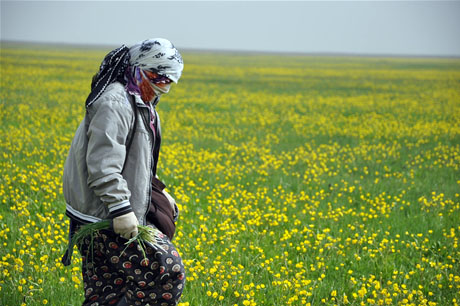 Baharın kendini hissettirmesiyle canlanan doğanın nimeti olan bitkiler Yüksekovada kadınların geçim kaynağı oldu. FOTO: YAŞAR KAPLAN