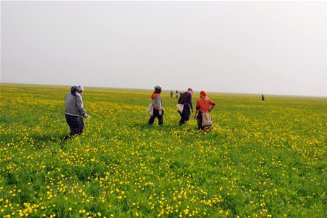 Baharın kendini hissettirmesiyle canlanan doğanın nimeti olan bitkiler Yüksekovada kadınların geçim kaynağı oldu. FOTO: YAŞAR KAPLAN