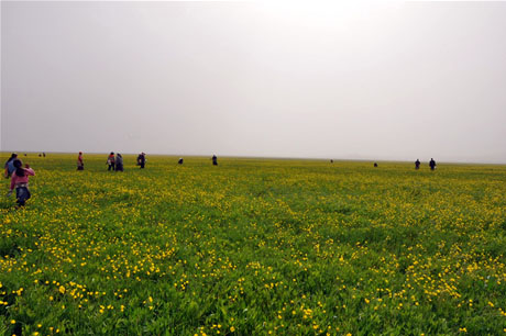 Baharın kendini hissettirmesiyle canlanan doğanın nimeti olan bitkiler Yüksekovada kadınların geçim kaynağı oldu. FOTO: YAŞAR KAPLAN