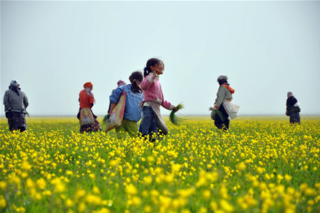 Baharın kendini hissettirmesiyle canlanan doğanın nimeti olan bitkiler Yüksekovada kadınların geçim kaynağı oldu. FOTO: YAŞAR KAPLAN