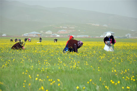 Baharın kendini hissettirmesiyle canlanan doğanın nimeti olan bitkiler Yüksekovada kadınların geçim kaynağı oldu. FOTO: YAŞAR KAPLAN