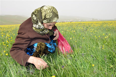 Baharın kendini hissettirmesiyle canlanan doğanın nimeti olan bitkiler Yüksekovada kadınların geçim kaynağı oldu. FOTO: YAŞAR KAPLAN