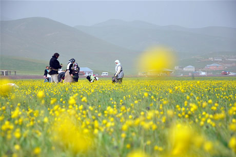 Baharın kendini hissettirmesiyle canlanan doğanın nimeti olan bitkiler Yüksekovada kadınların geçim kaynağı oldu. FOTO: YAŞAR KAPLAN