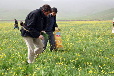 Baharın kendini hissettirmesiyle canlanan doğanın nimeti olan bitkiler Yüksekovada kadınların geçim kaynağı oldu. FOTO: YAŞAR KAPLAN