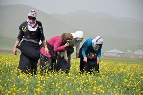 Baharın kendini hissettirmesiyle canlanan doğanın nimeti olan bitkiler Yüksekovada kadınların geçim kaynağı oldu. FOTO: YAŞAR KAPLAN