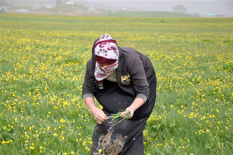 Baharın kendini hissettirmesiyle canlanan doğanın nimeti olan bitkiler Yüksekovada kadınların geçim kaynağı oldu. FOTO: YAŞAR KAPLAN