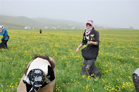 Baharın kendini hissettirmesiyle canlanan doğanın nimeti olan bitkiler Yüksekovada kadınların geçim kaynağı oldu. FOTO: YAŞAR KAPLAN