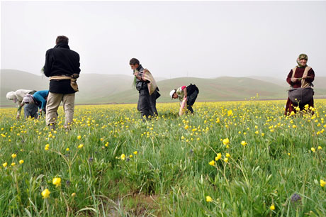 Baharın kendini hissettirmesiyle canlanan doğanın nimeti olan bitkiler Yüksekovada kadınların geçim kaynağı oldu. FOTO: YAŞAR KAPLAN