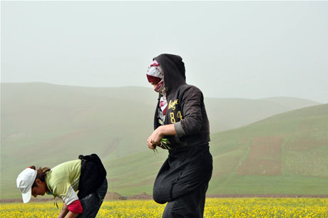 Baharın kendini hissettirmesiyle canlanan doğanın nimeti olan bitkiler Yüksekovada kadınların geçim kaynağı oldu. FOTO: YAŞAR KAPLAN