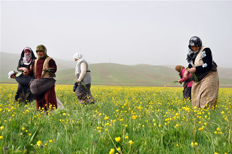 Baharın kendini hissettirmesiyle canlanan doğanın nimeti olan bitkiler Yüksekovada kadınların geçim kaynağı oldu. FOTO: YAŞAR KAPLAN