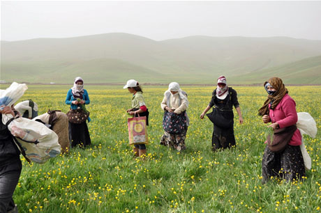 Baharın kendini hissettirmesiyle canlanan doğanın nimeti olan bitkiler Yüksekovada kadınların geçim kaynağı oldu. FOTO: YAŞAR KAPLAN