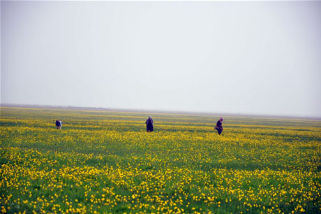 Baharın kendini hissettirmesiyle canlanan doğanın nimeti olan bitkiler Yüksekovada kadınların geçim kaynağı oldu. FOTO: YAŞAR KAPLAN