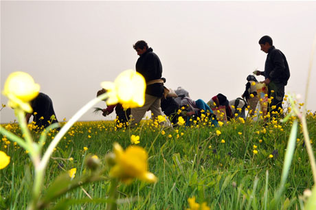Baharın kendini hissettirmesiyle canlanan doğanın nimeti olan bitkiler Yüksekovada kadınların geçim kaynağı oldu. FOTO: YAŞAR KAPLAN