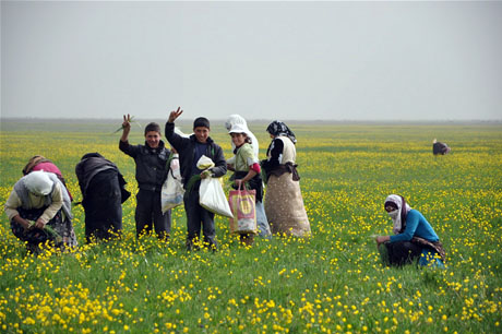 Baharın kendini hissettirmesiyle canlanan doğanın nimeti olan bitkiler Yüksekovada kadınların geçim kaynağı oldu. FOTO: YAŞAR KAPLAN