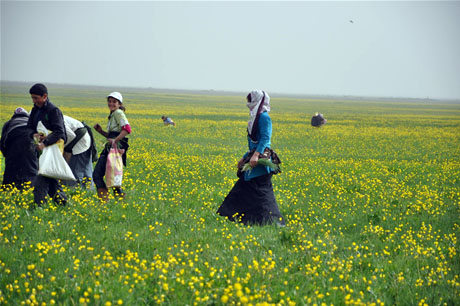 Baharın kendini hissettirmesiyle canlanan doğanın nimeti olan bitkiler Yüksekovada kadınların geçim kaynağı oldu. FOTO: YAŞAR KAPLAN