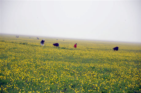 Baharın kendini hissettirmesiyle canlanan doğanın nimeti olan bitkiler Yüksekovada kadınların geçim kaynağı oldu. FOTO: YAŞAR KAPLAN