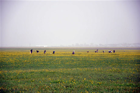 Baharın kendini hissettirmesiyle canlanan doğanın nimeti olan bitkiler Yüksekovada kadınların geçim kaynağı oldu. FOTO: YAŞAR KAPLAN