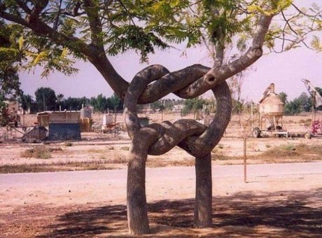 Şaşırtan ağaçlar 