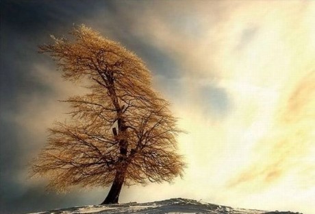 Şaşırtan ağaçlar 