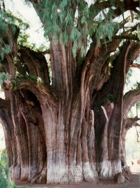 Şaşırtan ağaçlar 