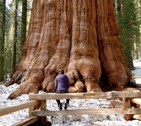 Şaşırtan ağaçlar 