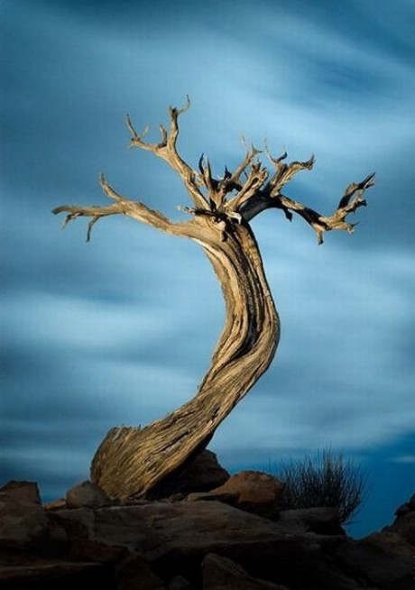 Şaşırtan ağaçlar 