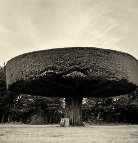 Şaşırtan ağaçlar 