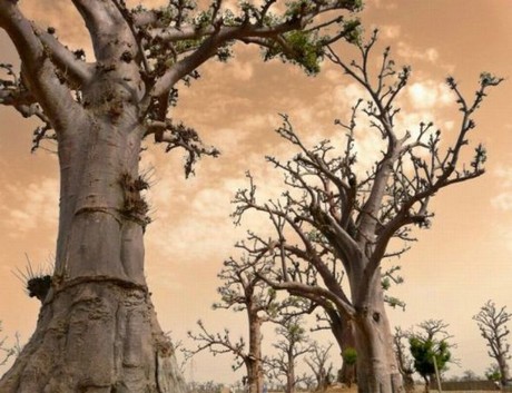 Şaşırtan ağaçlar 