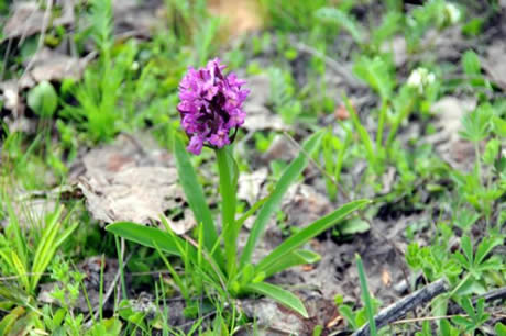 Tunceli'de havaların ısınmasıyla birlikte Munzur Dağları ile Pülümür Vadisi'nde açan çiçekler ortaya rengarenk görüntüler çıkardı