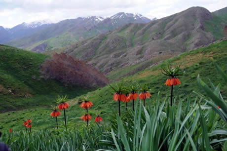 Tunceli'de havaların ısınmasıyla birlikte Munzur Dağları ile Pülümür Vadisi'nde açan çiçekler ortaya rengarenk görüntüler çıkardı