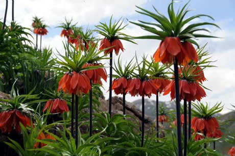 Tunceli'de havaların ısınmasıyla birlikte Munzur Dağları ile Pülümür Vadisi'nde açan çiçekler ortaya rengarenk görüntüler çıkardı