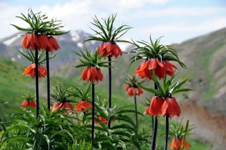 Tunceli'de havaların ısınmasıyla birlikte Munzur Dağları ile Pülümür Vadisi'nde açan çiçekler ortaya rengarenk görüntüler çıkardı