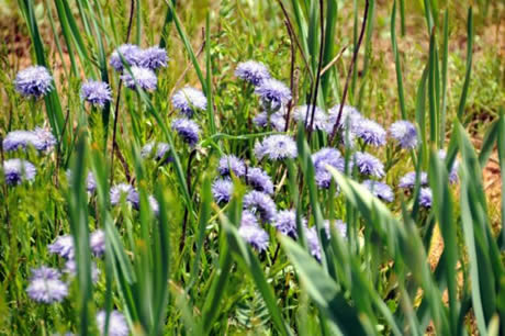 Tunceli'de havaların ısınmasıyla birlikte Munzur Dağları ile Pülümür Vadisi'nde açan çiçekler ortaya rengarenk görüntüler çıkardı