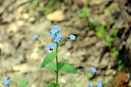 Tunceli'de havaların ısınmasıyla birlikte Munzur Dağları ile Pülümür Vadisi'nde açan çiçekler ortaya rengarenk görüntüler çıkardı