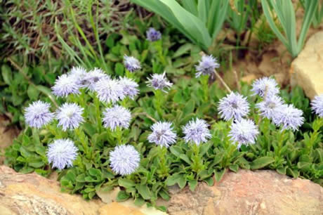 Tunceli'de havaların ısınmasıyla birlikte Munzur Dağları ile Pülümür Vadisi'nde açan çiçekler ortaya rengarenk görüntüler çıkardı