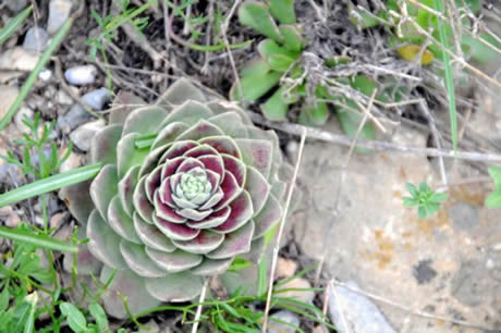 Tunceli'de havaların ısınmasıyla birlikte Munzur Dağları ile Pülümür Vadisi'nde açan çiçekler ortaya rengarenk görüntüler çıkardı