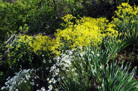 Tunceli'de havaların ısınmasıyla birlikte Munzur Dağları ile Pülümür Vadisi'nde açan çiçekler ortaya rengarenk görüntüler çıkardı