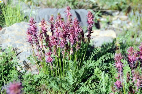 Tunceli'de havaların ısınmasıyla birlikte Munzur Dağları ile Pülümür Vadisi'nde açan çiçekler ortaya rengarenk görüntüler çıkardı