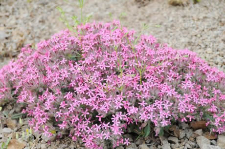 Tunceli'de havaların ısınmasıyla birlikte Munzur Dağları ile Pülümür Vadisi'nde açan çiçekler ortaya rengarenk görüntüler çıkardı