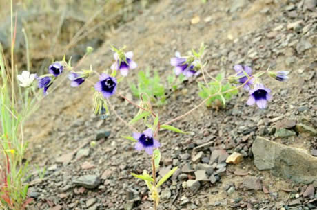 Tunceli'de havaların ısınmasıyla birlikte Munzur Dağları ile Pülümür Vadisi'nde açan çiçekler ortaya rengarenk görüntüler çıkardı