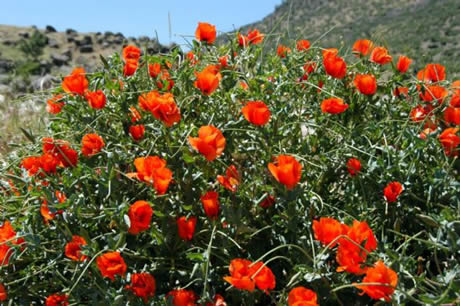 Tunceli'de havaların ısınmasıyla birlikte Munzur Dağları ile Pülümür Vadisi'nde açan çiçekler ortaya rengarenk görüntüler çıkardı