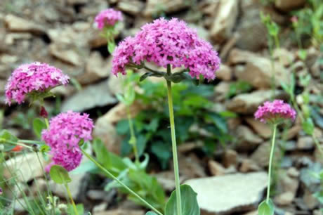 Tunceli'de havaların ısınmasıyla birlikte Munzur Dağları ile Pülümür Vadisi'nde açan çiçekler ortaya rengarenk görüntüler çıkardı