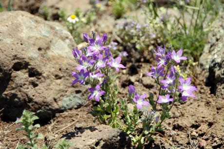 Tunceli'de havaların ısınmasıyla birlikte Munzur Dağları ile Pülümür Vadisi'nde açan çiçekler ortaya rengarenk görüntüler çıkardı