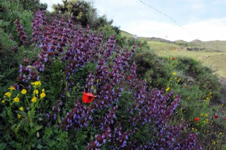 Tunceli'de havaların ısınmasıyla birlikte Munzur Dağları ile Pülümür Vadisi'nde açan çiçekler ortaya rengarenk görüntüler çıkardı