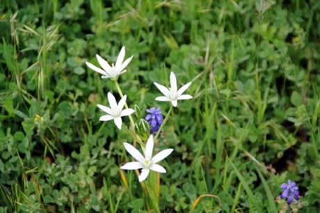 Tunceli'de havaların ısınmasıyla birlikte Munzur Dağları ile Pülümür Vadisi'nde açan çiçekler ortaya rengarenk görüntüler çıkardı