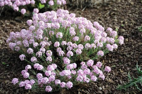 Tunceli'de havaların ısınmasıyla birlikte Munzur Dağları ile Pülümür Vadisi'nde açan çiçekler ortaya rengarenk görüntüler çıkardı