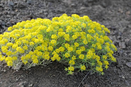 Tunceli'de havaların ısınmasıyla birlikte Munzur Dağları ile Pülümür Vadisi'nde açan çiçekler ortaya rengarenk görüntüler çıkardı