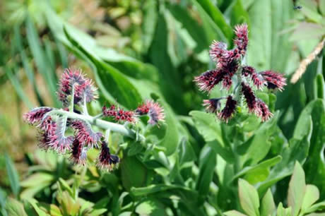 Tunceli'de havaların ısınmasıyla birlikte Munzur Dağları ile Pülümür Vadisi'nde açan çiçekler ortaya rengarenk görüntüler çıkardı