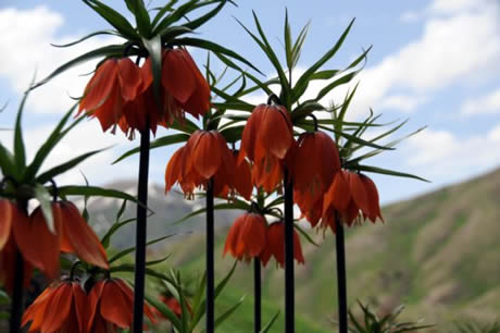 Tunceli'de havaların ısınmasıyla birlikte Munzur Dağları ile Pülümür Vadisi'nde açan çiçekler ortaya rengarenk görüntüler çıkardı